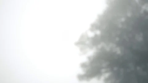 Pan shot of pine tree in mist at top of mountain Stock Footage 101413724