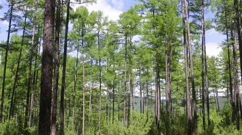 Pan shot of pine trees under blue sky Stock Footage 40546325