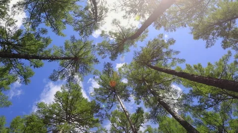 Pan shot of pine trees under blue sky with white clouds Stock Footage 40616070