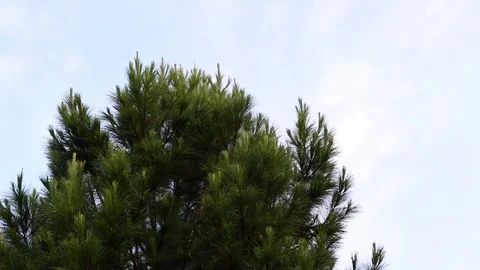 Pan Up Shot of a Plain Christmas Tree at Sabah, Malaysia Stock Footage 110984543