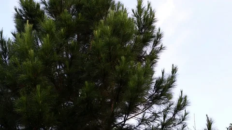 Pan up Shot of a Plain Christmas Tree at Sabah, Malaysia Stock Footage 110984555