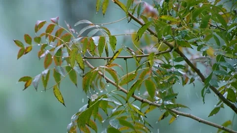 Pan shot of rain drops falling on leaves. Raining in forest. Shower droplet.. Stock Footage 278774604