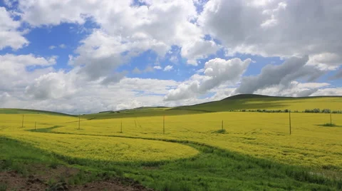 Pan shot of rape field under blue sky with white clouds Stock Footage 40743591