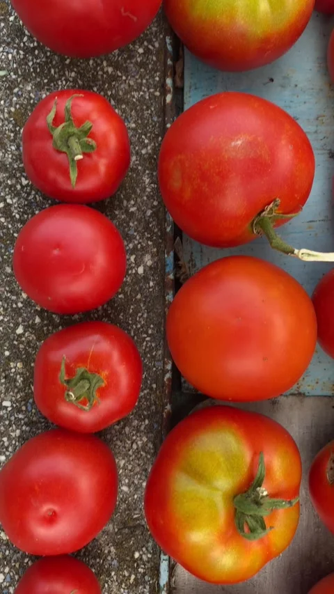 Pan Shot of Red Tomatoes on Table – Left to Right Camera Movement Stock Footage 313889891