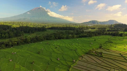 Pan shot reveal of volcano after flying over rice fields Stock Footage 340970896
