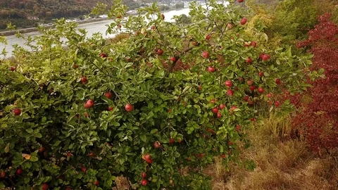 Pan shot of a ripe apple tree on a field with scenery Stock Footage 95756013