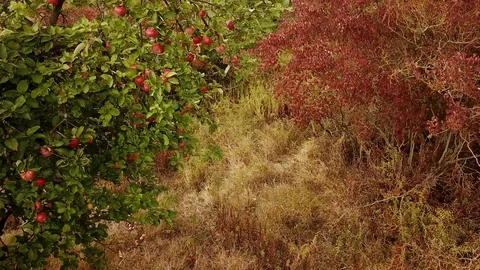 Pan shot of ripe apple tree on a field in late summer Stock Footage 97822414
