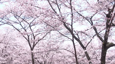 Pan shot of sakura in full bloom with falling petals. Cherry blossoms in Japan Stock Footage 256622060