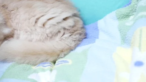 Pan shot of sleeping persian cat on chair with 4k resolution 스톡 동영상 75498357