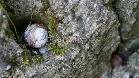 Pan shot of snail in hole Stock Footage 88918839