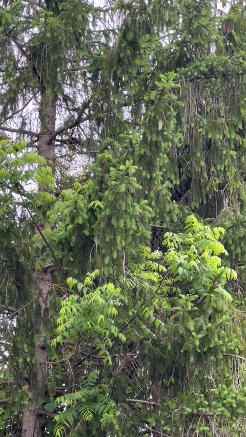 Pan shot of some evergreen trees Stock Footage 195581528