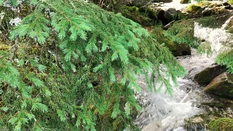 Pan shot of stream in a forest Stock Footage 94202985