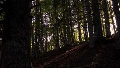 Pan shot of sun beams through the trees Stock Footage 80660863