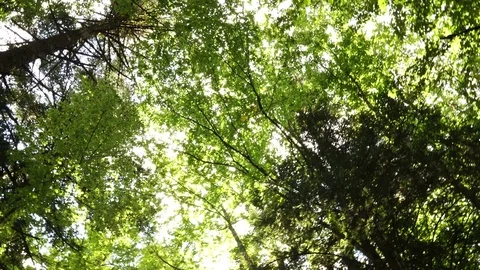 Pan shot from sun in the trees to white Stock Footage 80674703
