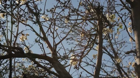 Pan Shot Sunlight filtering through tree branches Stock Footage 2731213