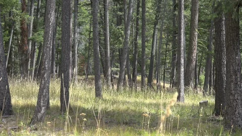 Pan Shot of Sunny Pine Forest near Holland Lake Stock Footage 119335727