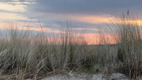 Pan shot of sunset over the Baltic Sea with beach grass and trees in Graal-.. Stock Footage 309214925