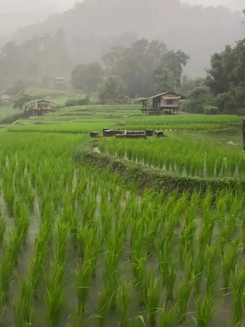 Pan Shot of Terraced Rice Fields in Heavy Rain Stock Footage 341319297