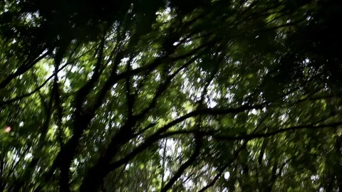 Pan shot of three leafs and sun ray Stock-Footage 109478039