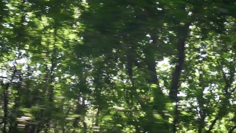 Pan shot of three leafs and sun ray (2) Stock Footage 109478099