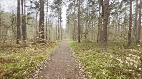 Pan shot through the Graal-Mritz forest in Mecklenburg-Vorpommern, Germany. Stock Footage 310193302