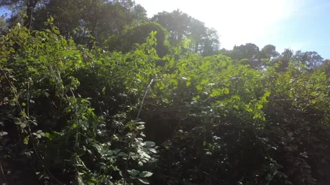 Pan shot towards the ivy plant in daylight Stock Footage