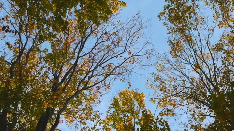 Pan Shot at tree branches in autumn in sunny day and blue sky Stock Footage 119335090