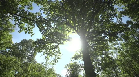 Pan shot Tree Vidéo 46842135