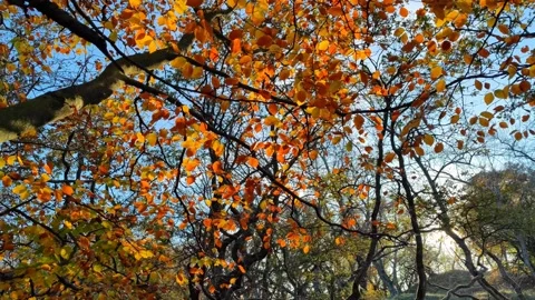 Pan shot of a tree with golden brown orange autumn leaves during autumn Stock Footage 225096272