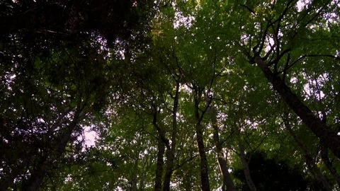 Pan shot from tree leaves to sun. Nature background Stock Footage 80675931
