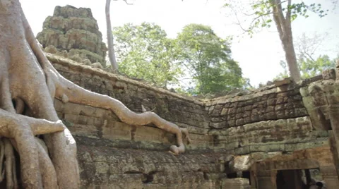 Pan Shot Tree Roots Stock Footage 42762576