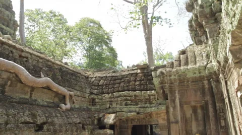 Pan Shot Tree Roots 動画素材 42762991