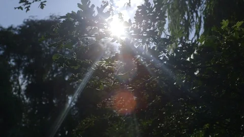 Pan Shot Off Tree With Sun Flares Coming Through The Leaves Stock Footage 126701159