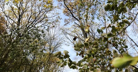 Pan shot from  the trees canopy on the road through the forest Stock-Footage 119503048