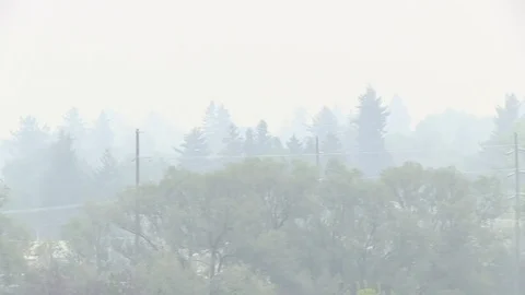 Pan Shot of Trees in Heavy Smoke Vídeo Stock 81110053