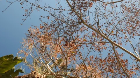 Pan shot of treetops with brown and green leaves, palm and banana trees. Stock Footage 122219829