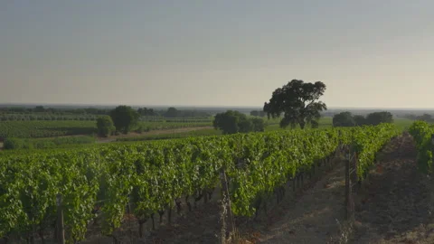 Pan Shot of Vineyard Rows and Lone Tree in Bolgheri Tuscany 動画素材 340819211