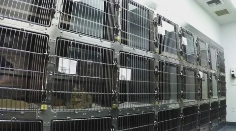 Pan Shot - Wall Of Caged Domestic Cats At Animal Shelter - Downey CA Stock Footage