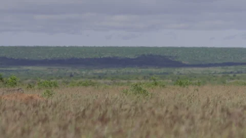 Pan shot of warthog walking through tall grass in Africa Video stock 260851680