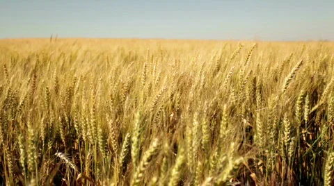 Pan shot in wheat field Stock Footage 791557