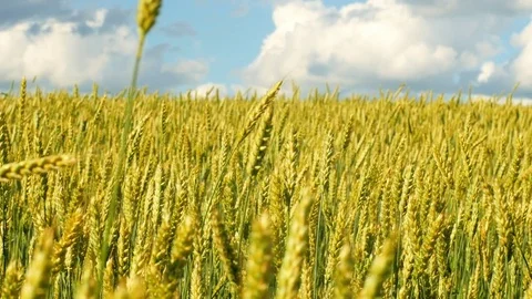 Pan shot of wheat field waves moved by wind in sunny summer day Stock Footage 77427320