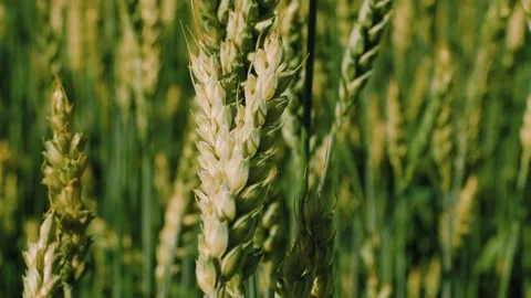 Pan shot of wheat field waves moved by wind, nature background Video stock 77427438