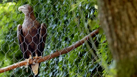 Pan Shot of Wild Eagle Resting on Tree Branch Behind Mesh. Stock Footage 137690037