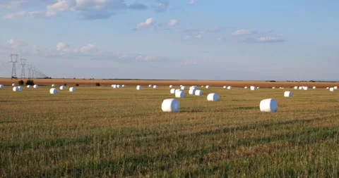 Pan shot of wrapped round hay bales in an agricultural field Stock Footage 339047664