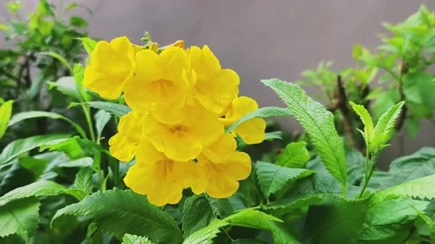 Pan shot of yellow flower Stock Footage 320111744
