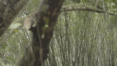 Pan Shot of Young Jackfruit (Jaca) Growing on Tropical Jackfruit Tree Stock Footage 320633747
