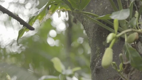 Pan Shot of Young Jackfruit (Jaca) Growing on Tropical Jackfruit Tree Stock Footage 320633786