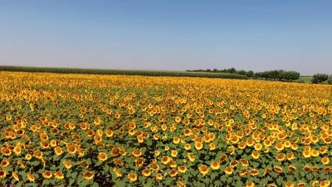 Pan shoting sunflowers Stock Footage 79312459