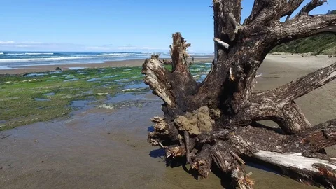 Pan Showing Tree Roots Algae and Ocean Stock Footage 87927388