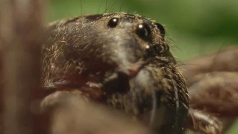 Pan to side profile of a spider on leaves Stock-Footage 139357956